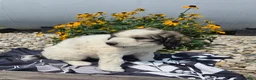 Mixed Breed dogs for sale: Dexter - Ad 1