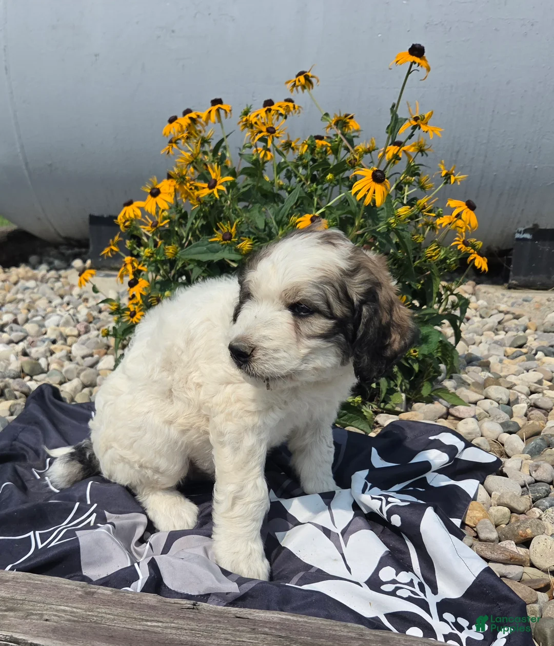 Mixed Breed dogs for sale: Dexter - Ad 1