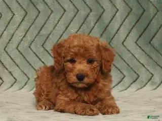 Miniature Poodle dogs Gulliver - Ad 1