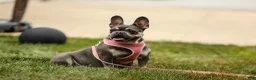 French Bulldog dogs for sale: Hugo - Ad 7
