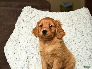 Miniature Golden Retriever dogs - Ad 10