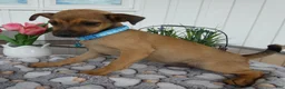 Chihuahua dogs for sale: Chihuahua Puppy 1 Chico - Ad 3