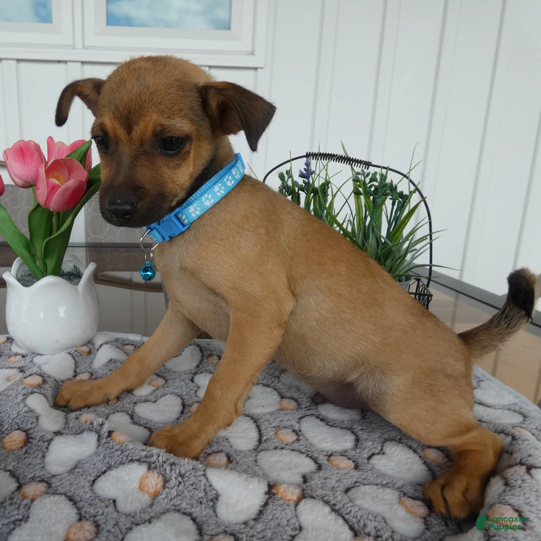 Chihuahua dogs for sale: Chihuahua Puppy 1 Chico - Ad 3