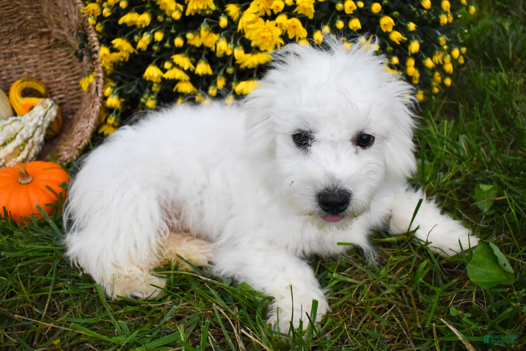 Maltese