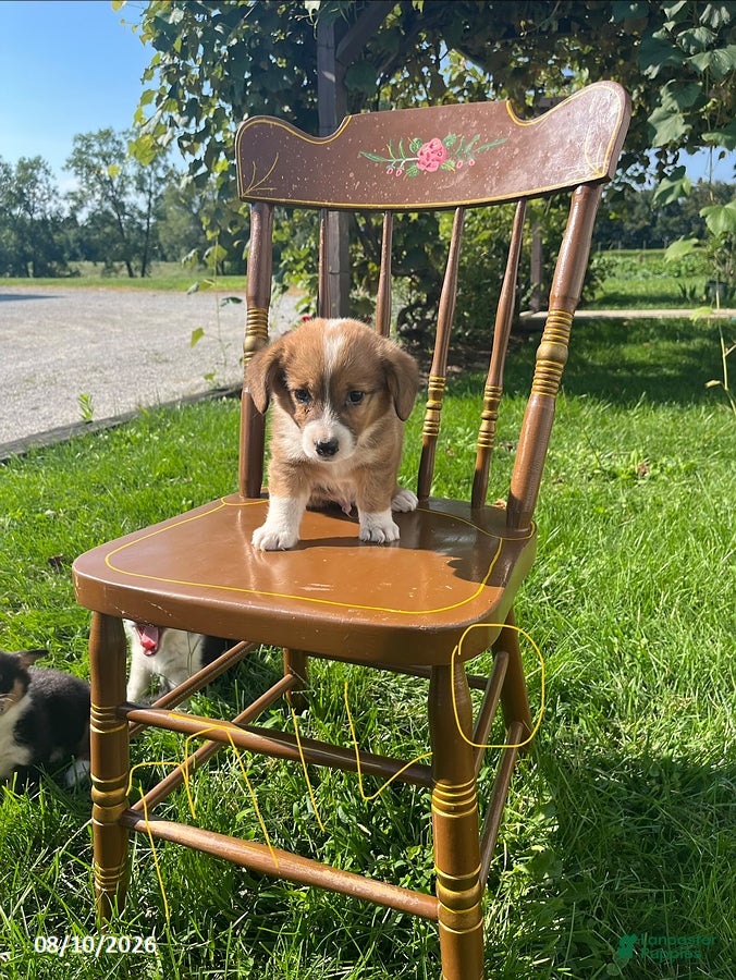 Welsh Corgi Pembroke dogs Milo - Ad 1
