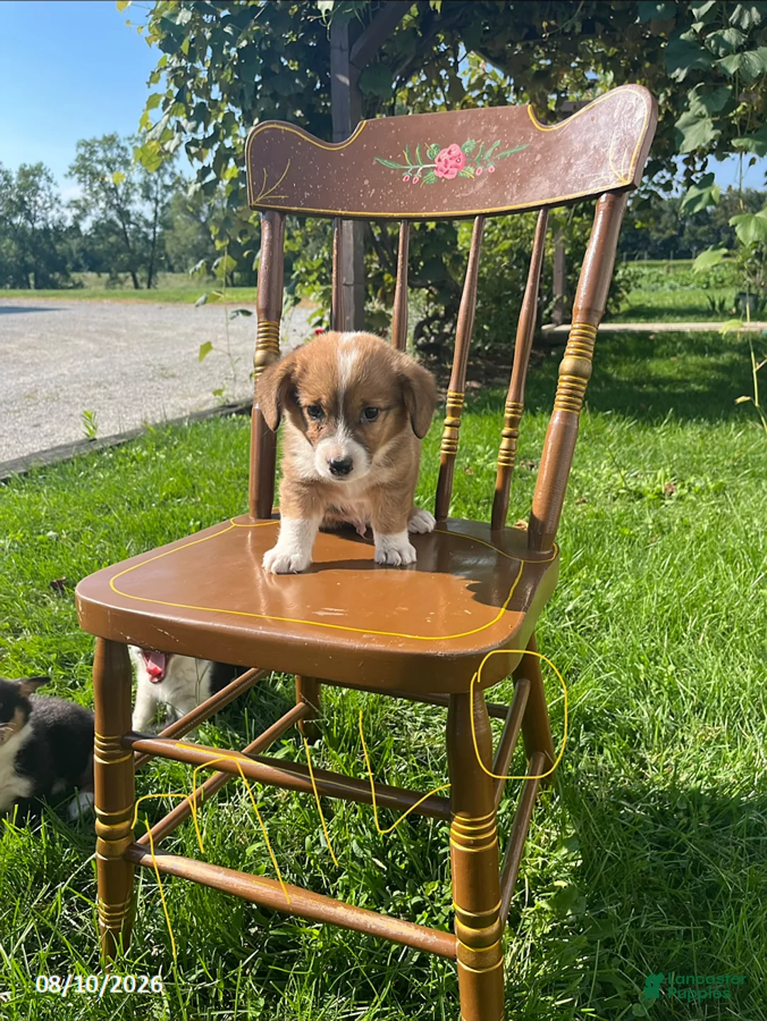 Welsh Corgi Pembroke dogs for sale: Milo - Ad 1