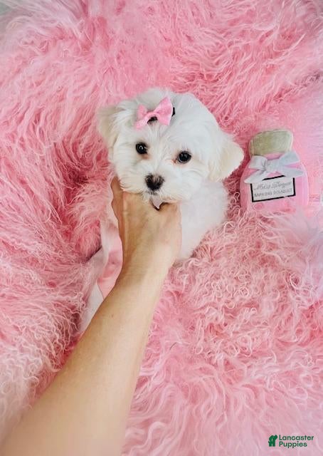 Maltese dogs Maltese Puppy 1 - Ad 17