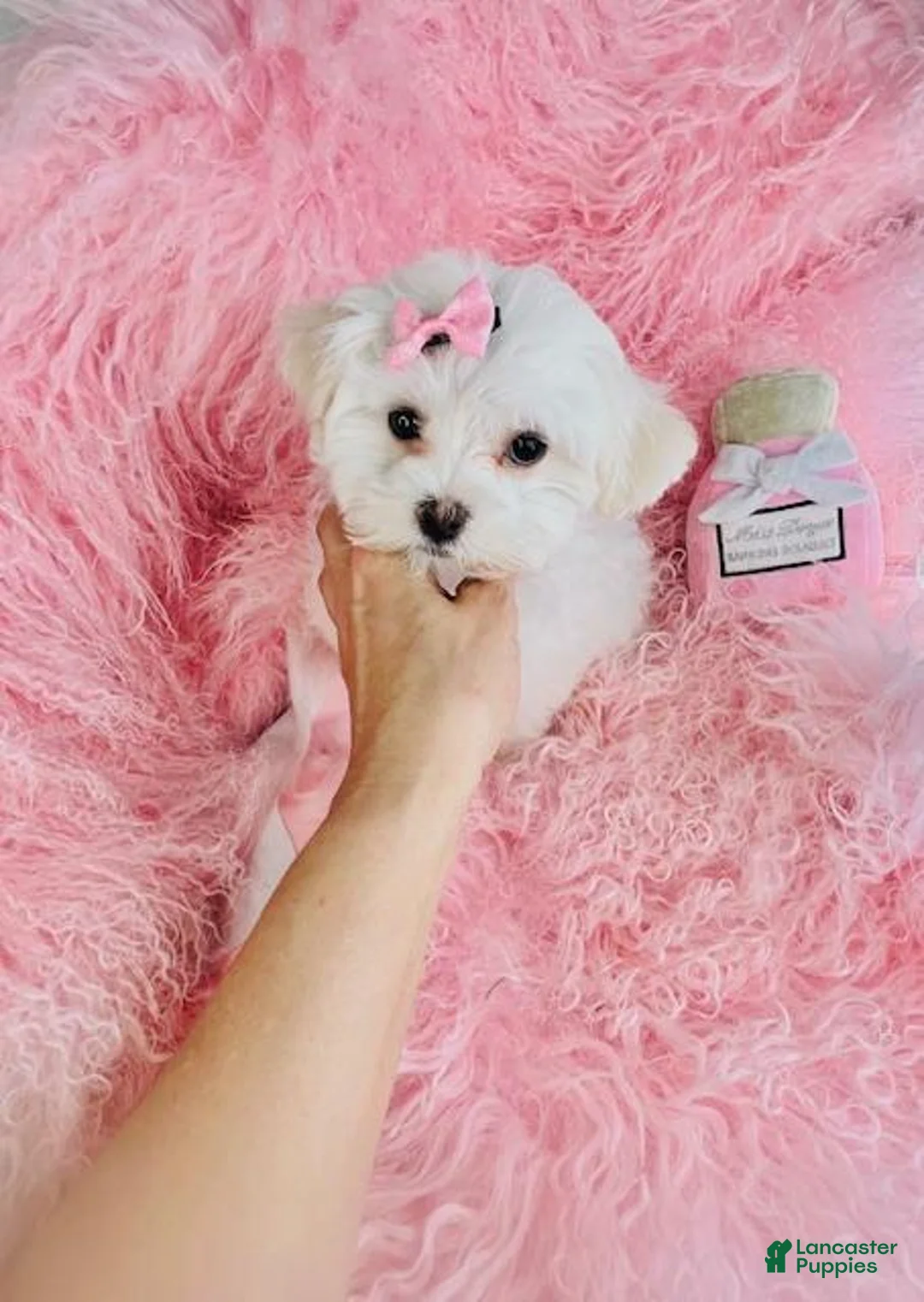 Maltese dogs for sale: Maltese Puppy 1 - Ad 1