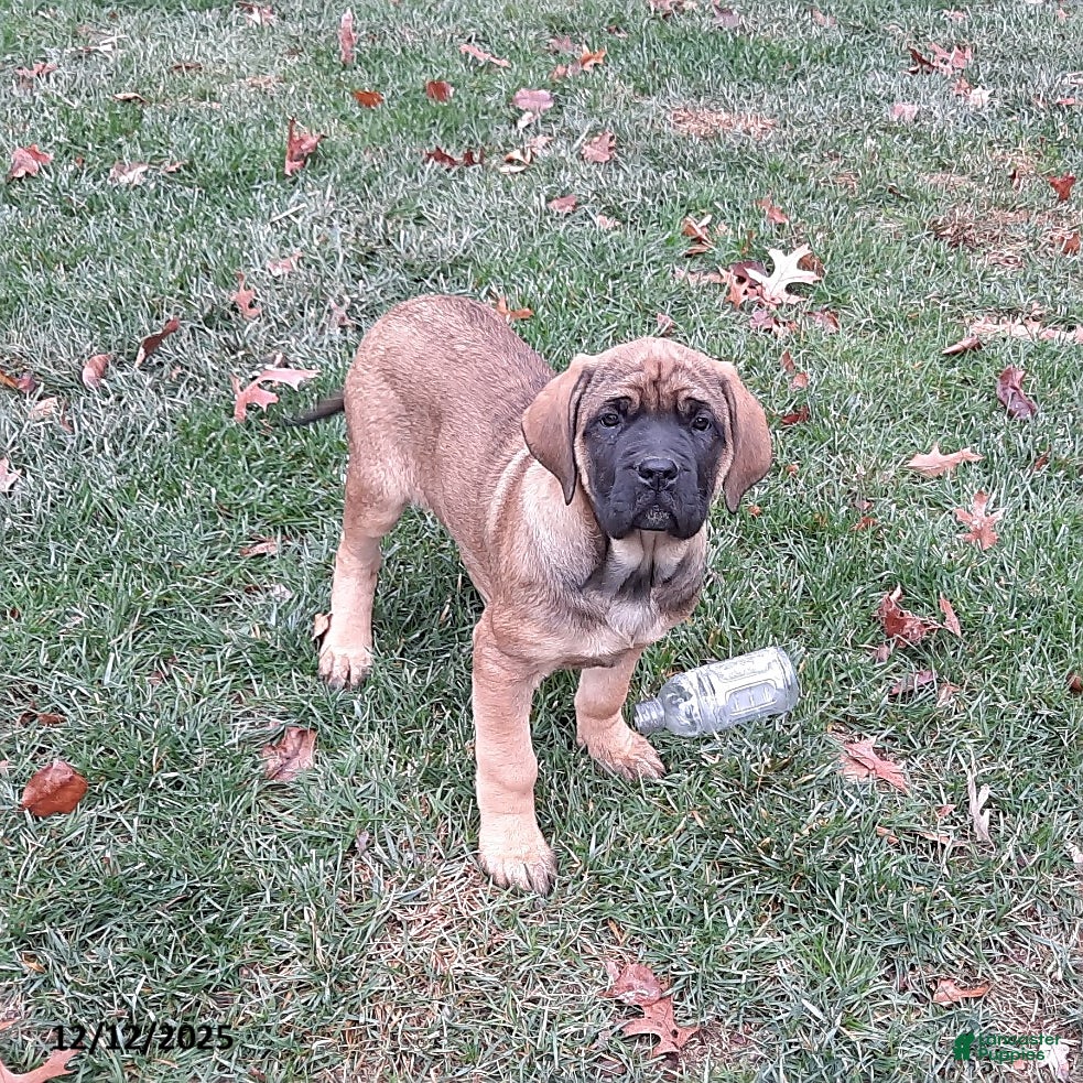 English Mastiff dogs Amber - Ad 4