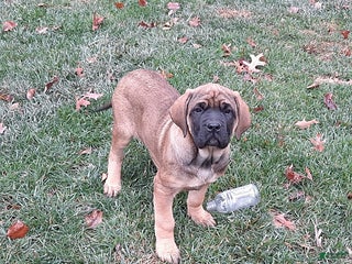 English Mastiff dogs Amber - Ad 1