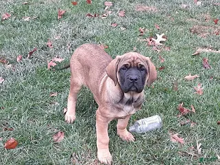 English Mastiff dogs Amber - Ad 10