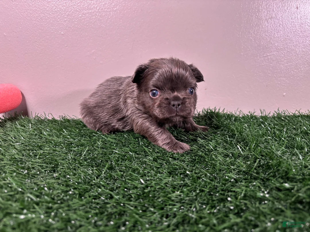 French Bulldog dogs for sale: Molly - Ad 2