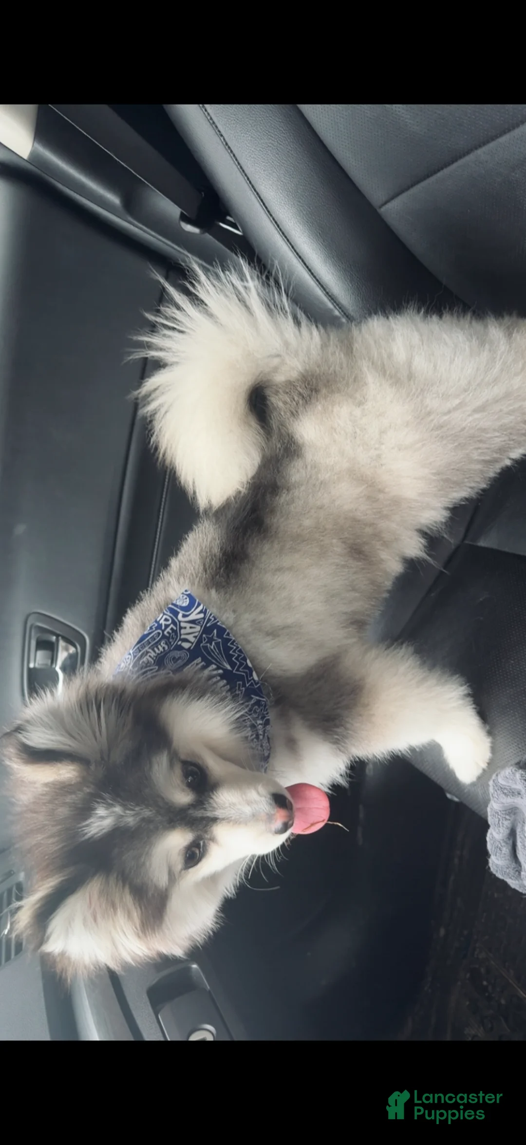 Pomsky dogs for sale: Pomsky Puppy 1 - Ad 5