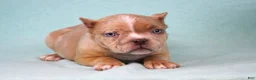 American Bully dogs for sale: Lilac Merle Female - Ad 1