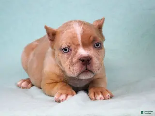 American Bully dogs Lilac Merle Female - Ad 13