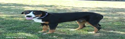 Greater Swiss Mountain Dog dogs for sale: Bernard - Ad 5