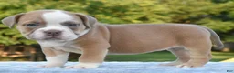Mixed Breed dogs for sale: Luna bully hybrid  - Ad 8