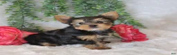 Yorkshire Terrier dogs for sale: Mars  - Ad 3