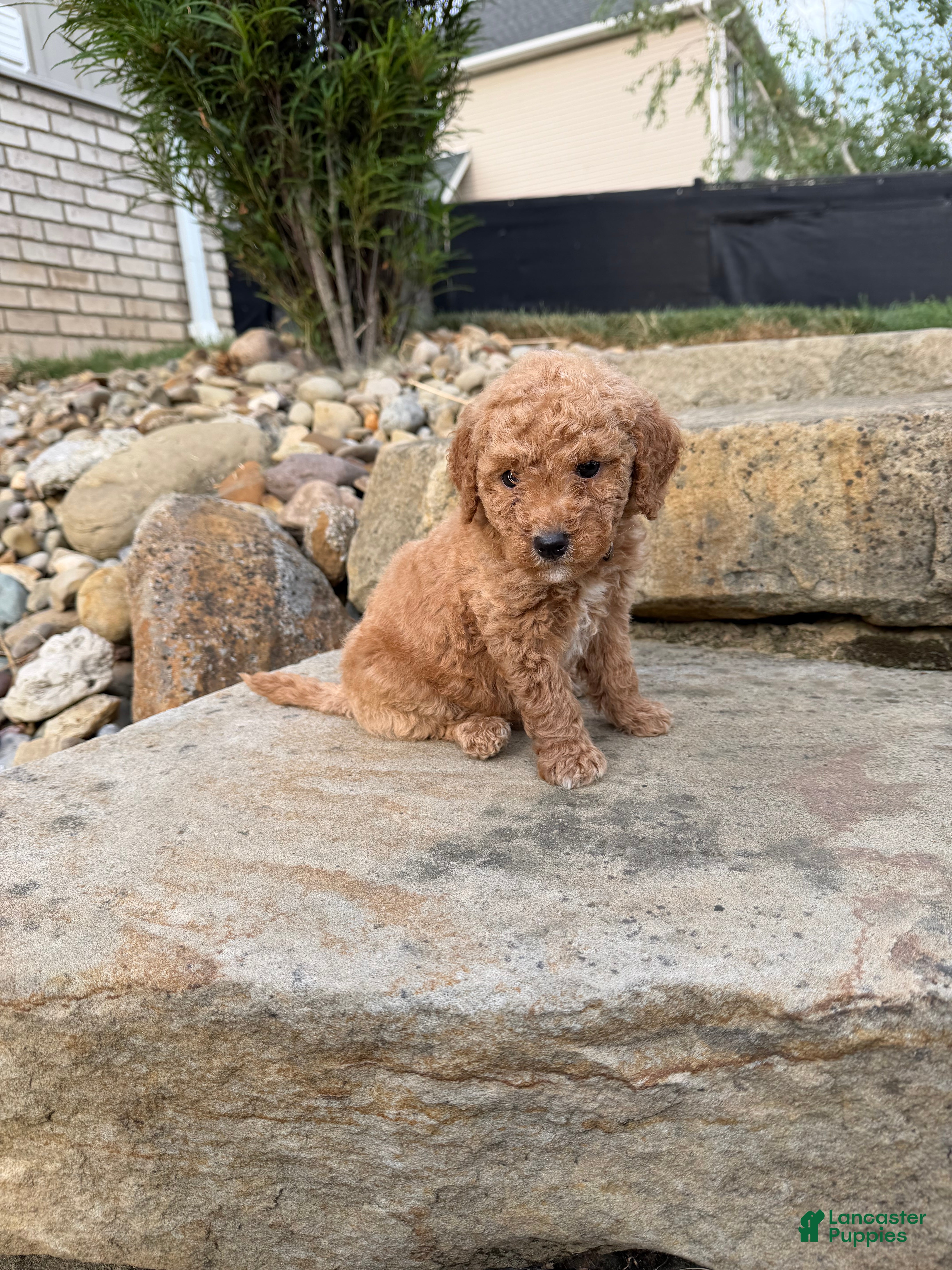 Mini Goldendoodle dogs Mini Goldendoodle 3 - Ad 2