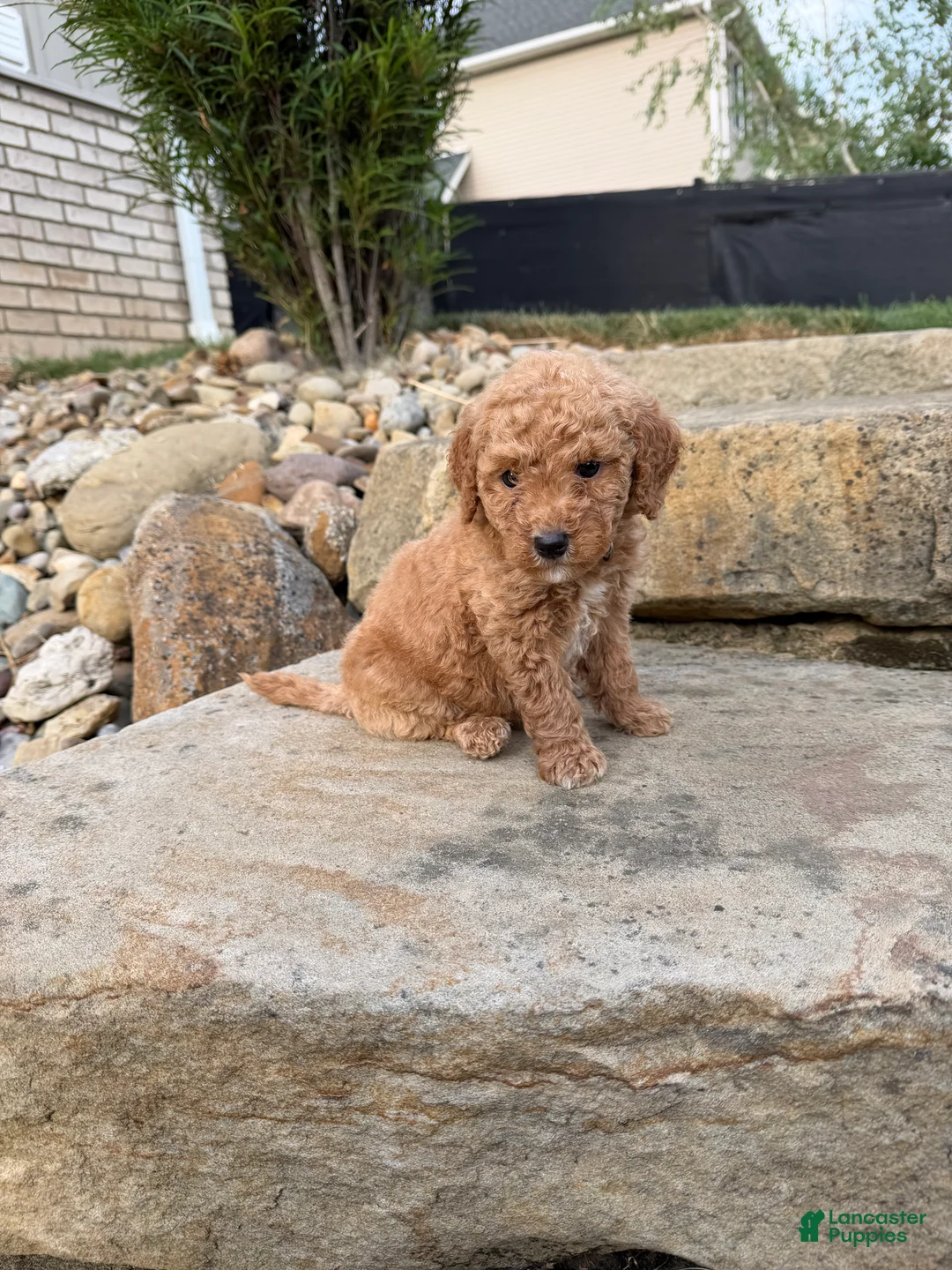 Mini Goldendoodle dogs for sale: Mini Goldendoodle 3 - Ad 2