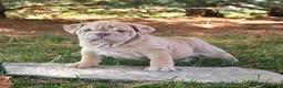 English Bulldog dogs for sale: Flash - Ad 5