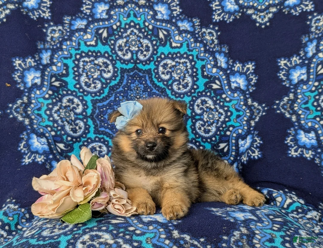 Pomeranian dogs for sale: Breanne - Ad 6