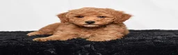 Mini Goldendoodle dogs for sale: River - Ad 2