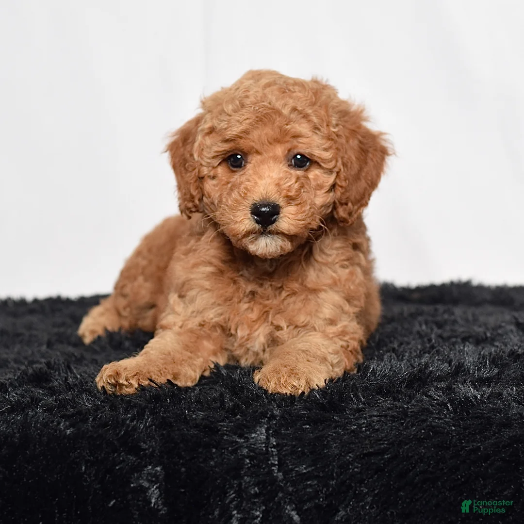Mini Goldendoodle dogs for sale: River - Ad 2