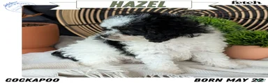 Hazel