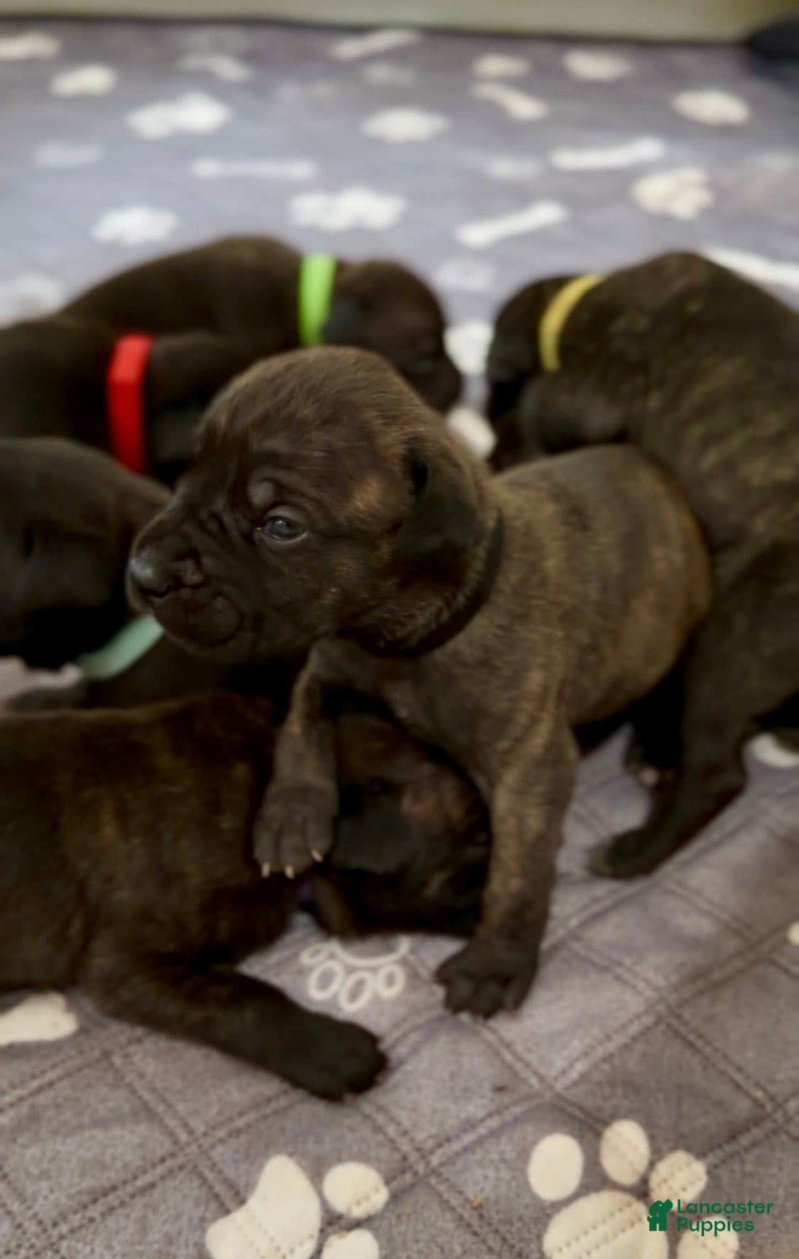 Cane Corso dogs Black Collar - Ad 39