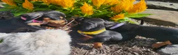 Miniature Dachshund dogs for sale: Zara - Ad 18