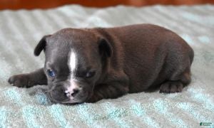 French Bulldog dogs VOLT BLUE & WHITE - Ad 27