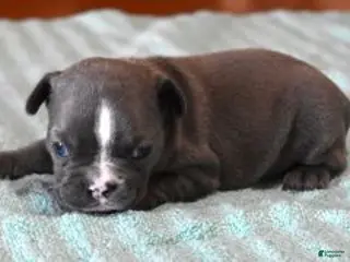 French Bulldog dogs VOLT BLUE & WHITE - Ad 27