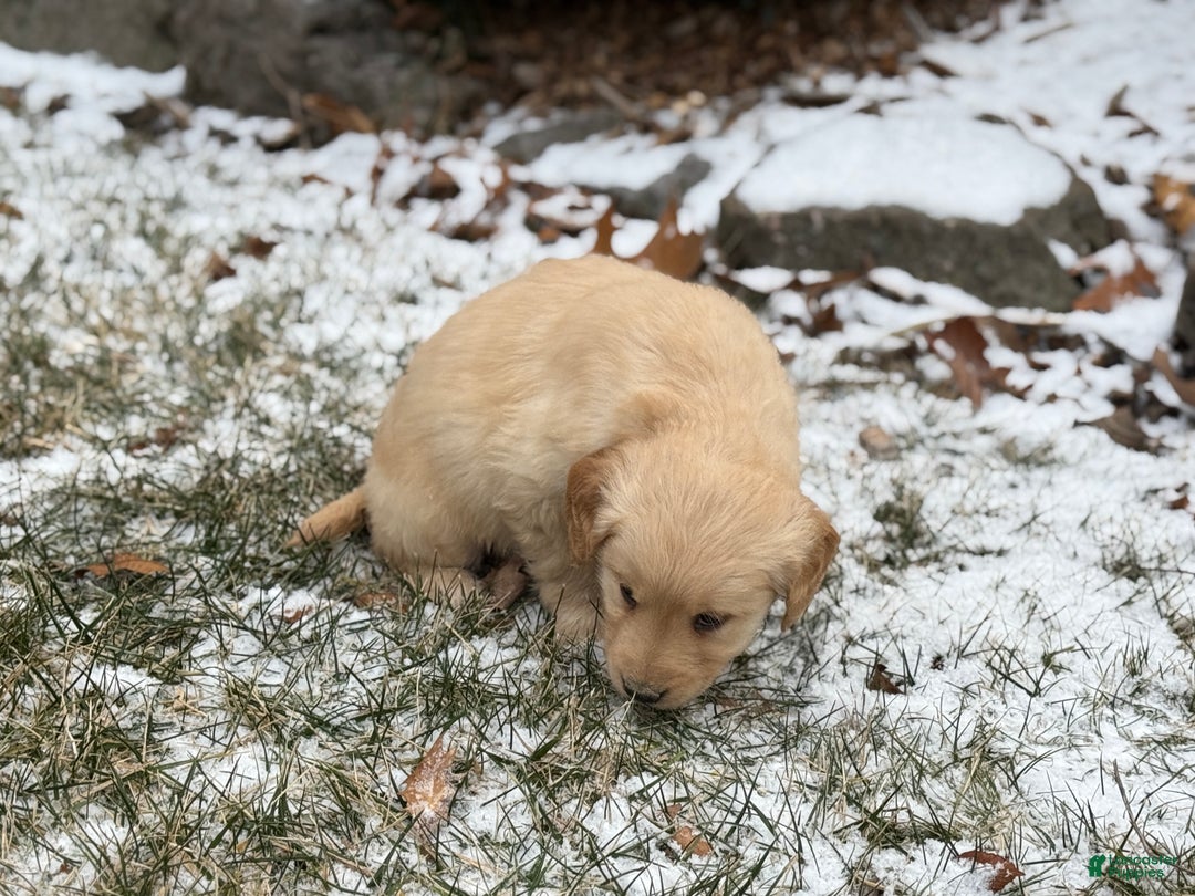 Golden Retriever dogs for sale: Sandy - Ad 2