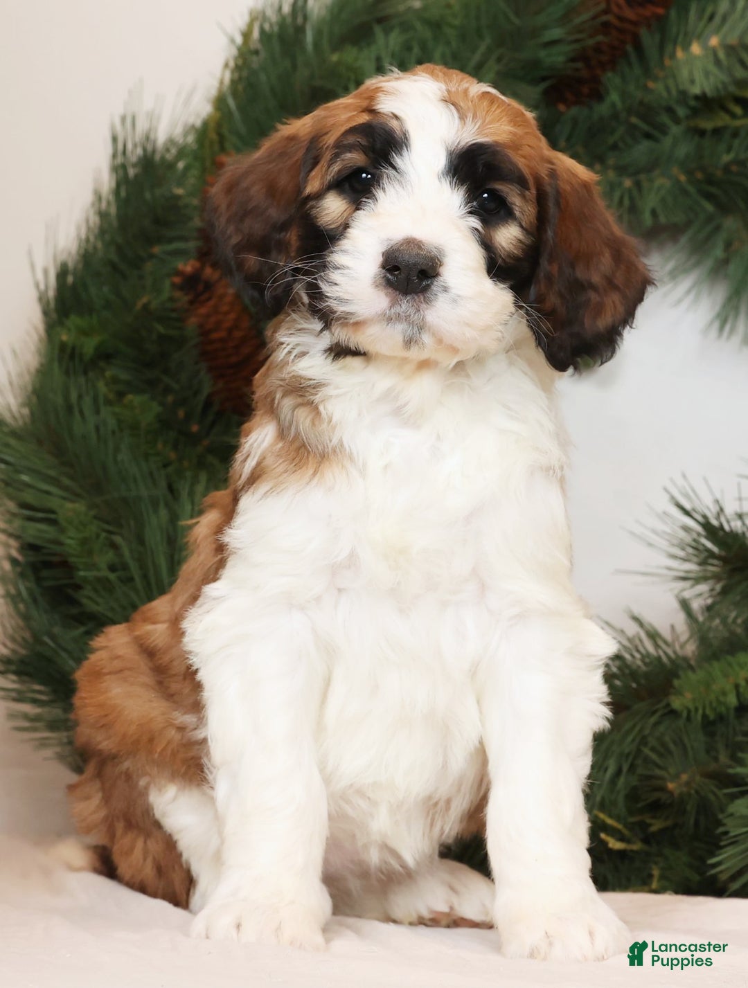 Saint Berdoodles dogs for sale: Cinnamon - Ad 2