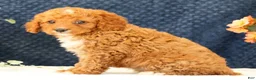 Cavapoo dogs for sale: Allie - Ad 9