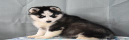 Siberian Husky dogs for sale: Zeus - Ad 1