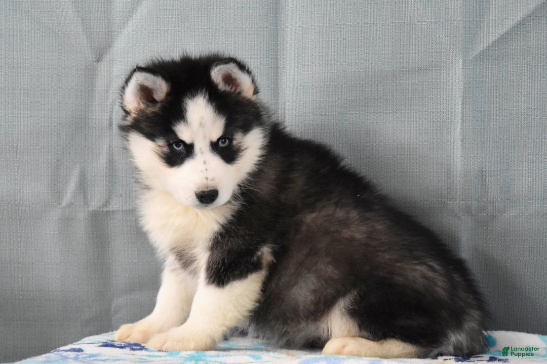 Siberian Husky dogs for sale: Zeus - Ad 1