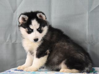 Siberian Husky dogs Zeus - Ad 11