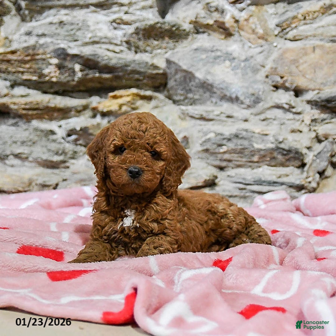Mini Goldendoodle dogs for sale: Crissy - Ad 4