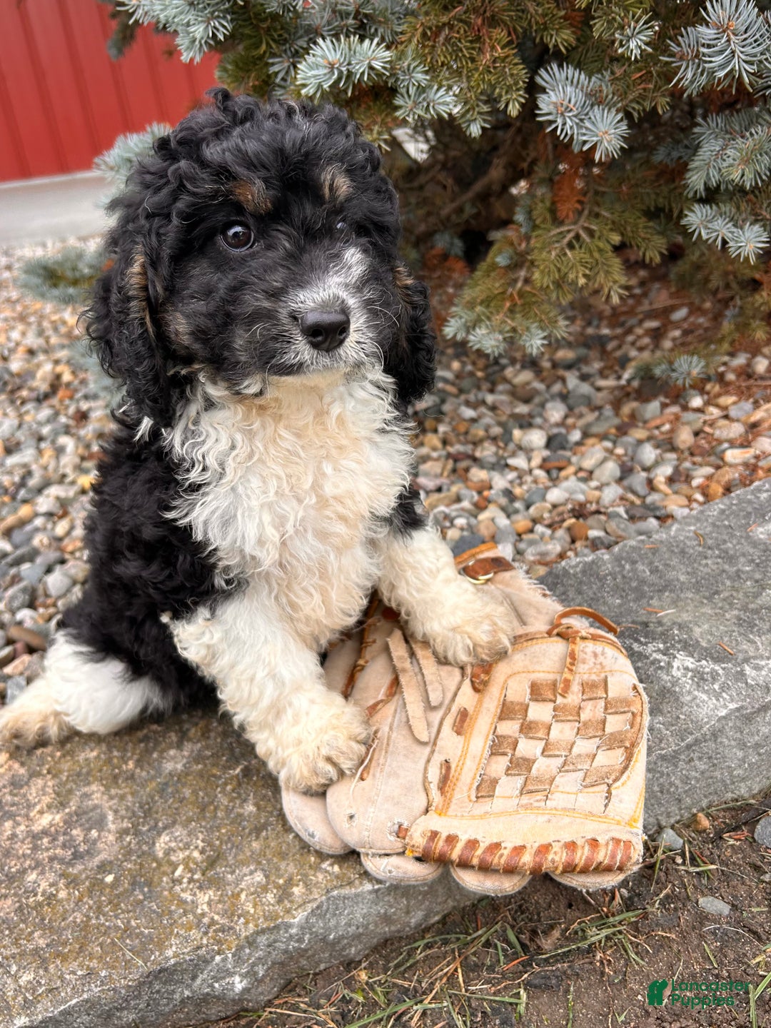 Cockapoo dogs for sale: Luca - Ad 4