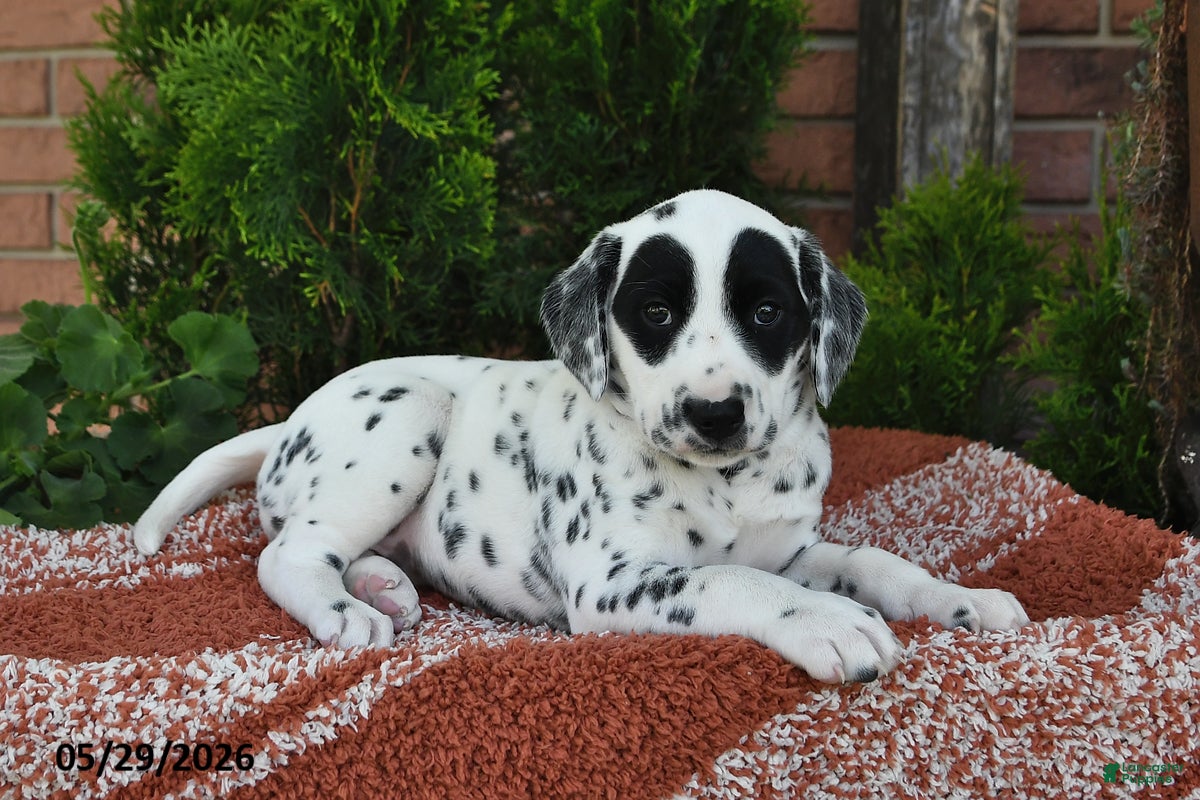 Dalmatian dogs Ellie - Ad 2