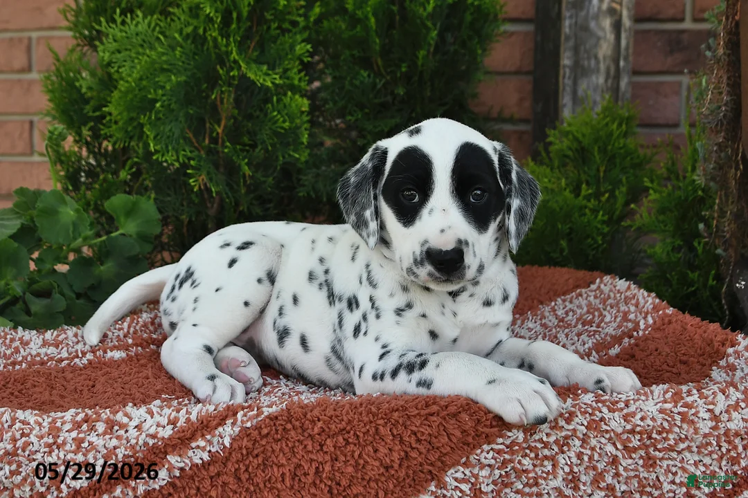 Dalmatian dogs for sale: Ellie - Ad 2
