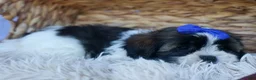 Shih Tzu dogs for sale: SAMSON - Ad 4