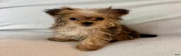 Shorkie dogs for sale: Petey - Ad 1