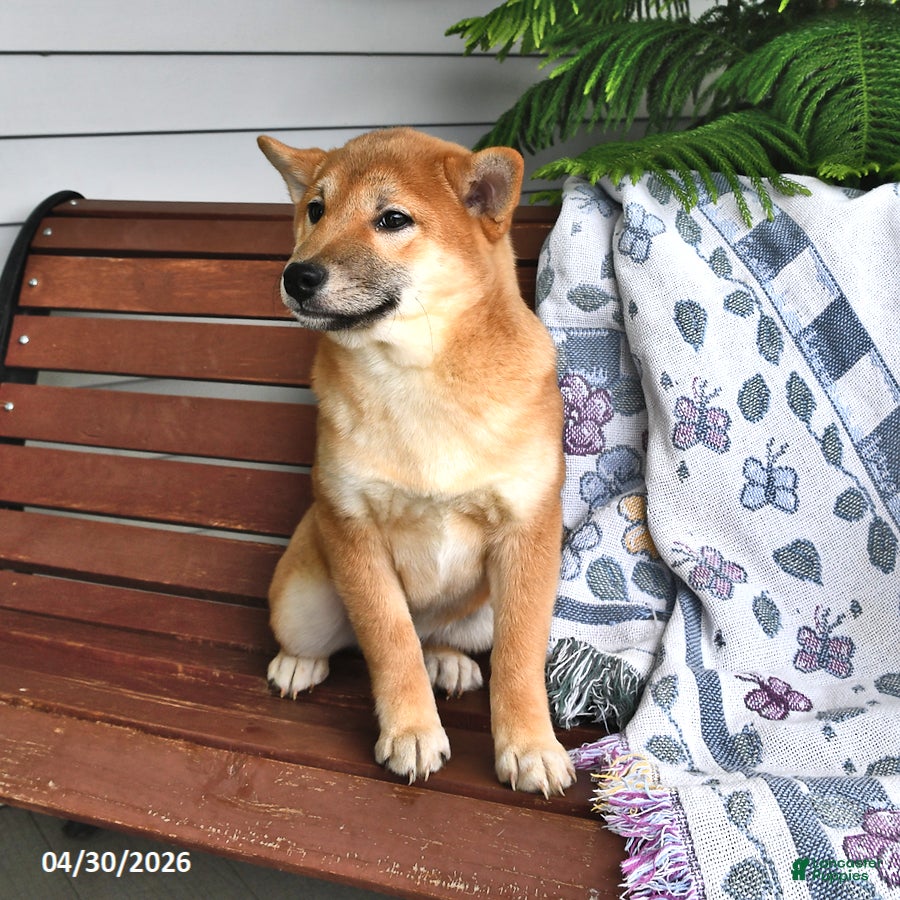 Shiba Inu dogs Dick  - Ad 2