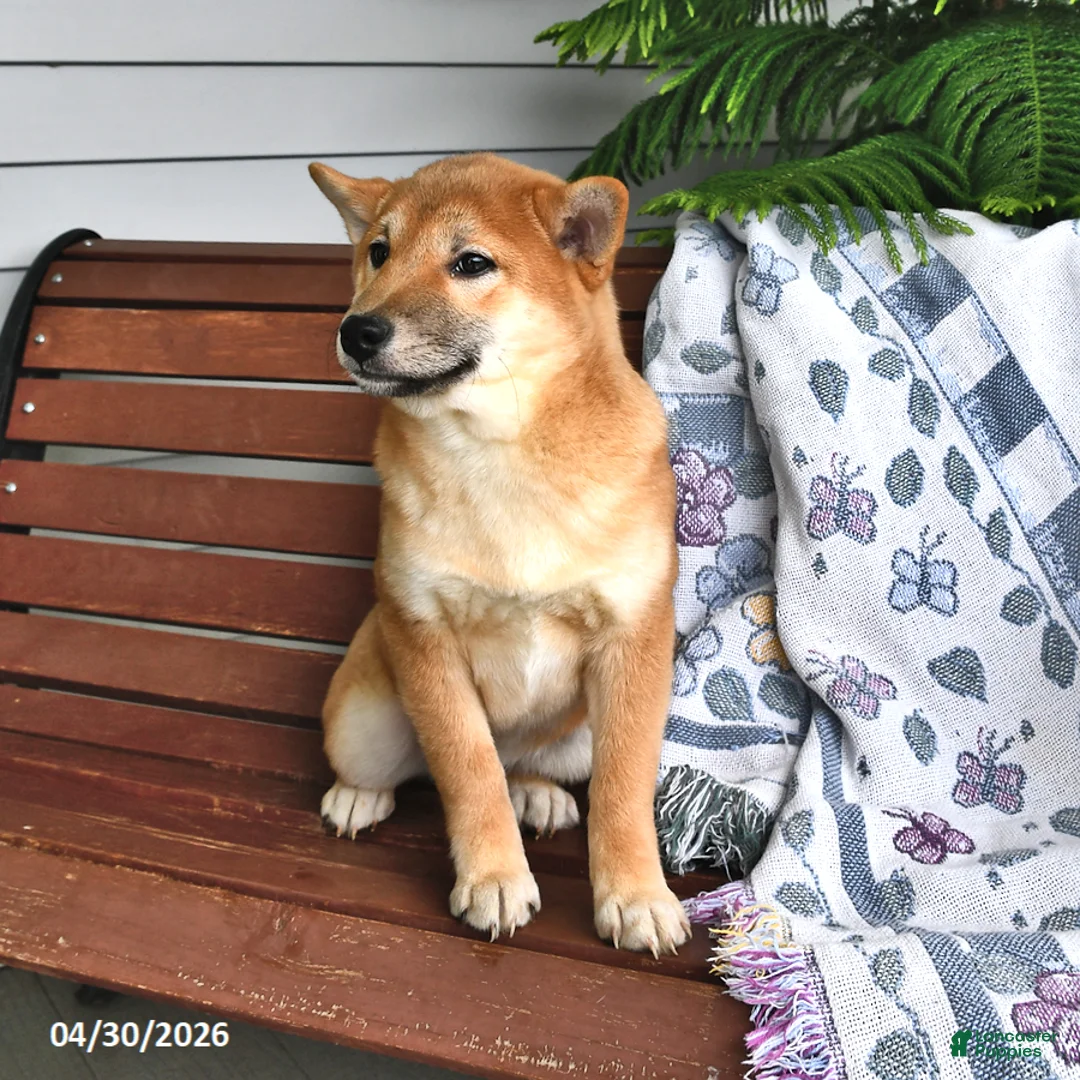 Shiba Inu dogs for sale: Dick  - Ad 2