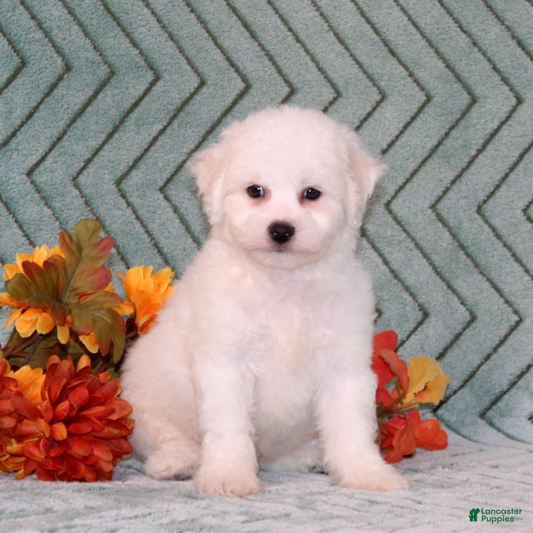 Bichon Frise dogs for sale: Uncle - Ad 1