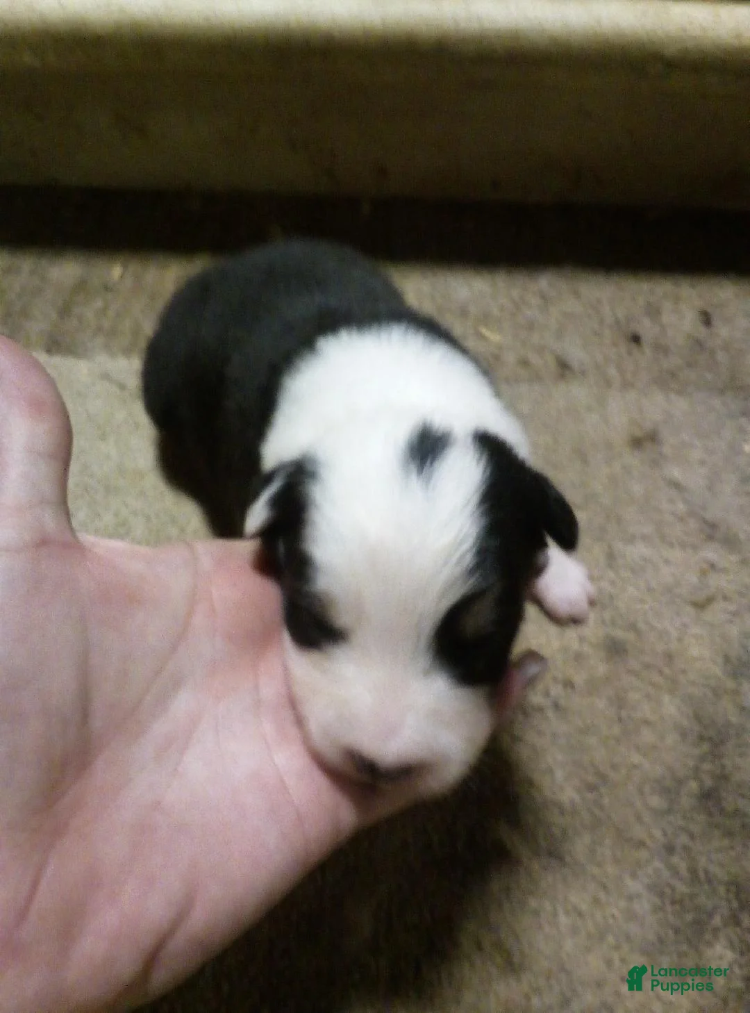 Australian Shepherd dogs for sale: sampson - Ad 1