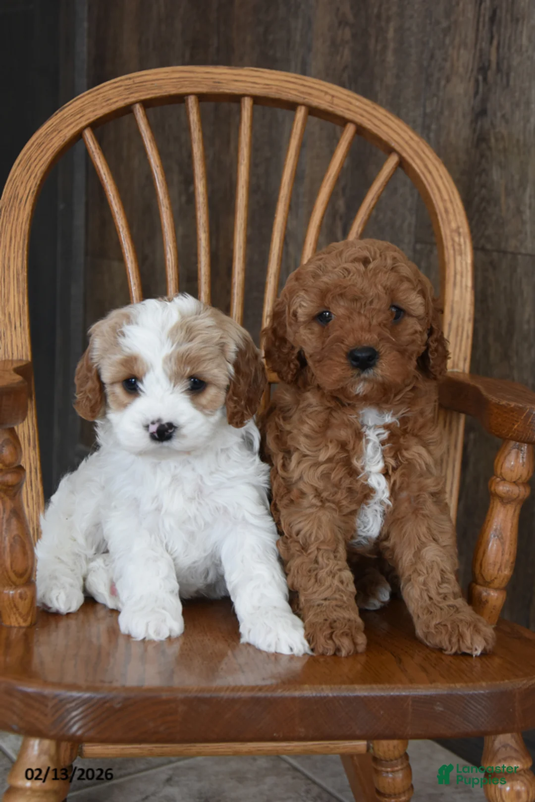 Cavapoo dogs for sale: Charlie - Ad 3